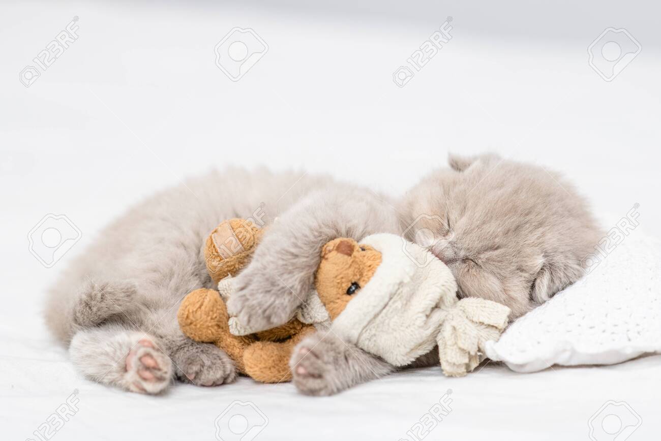 sleeping kitten toy