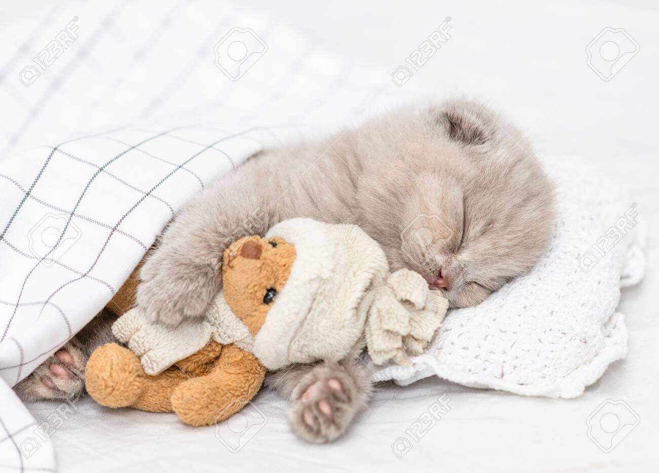 kitten hugging teddy bear