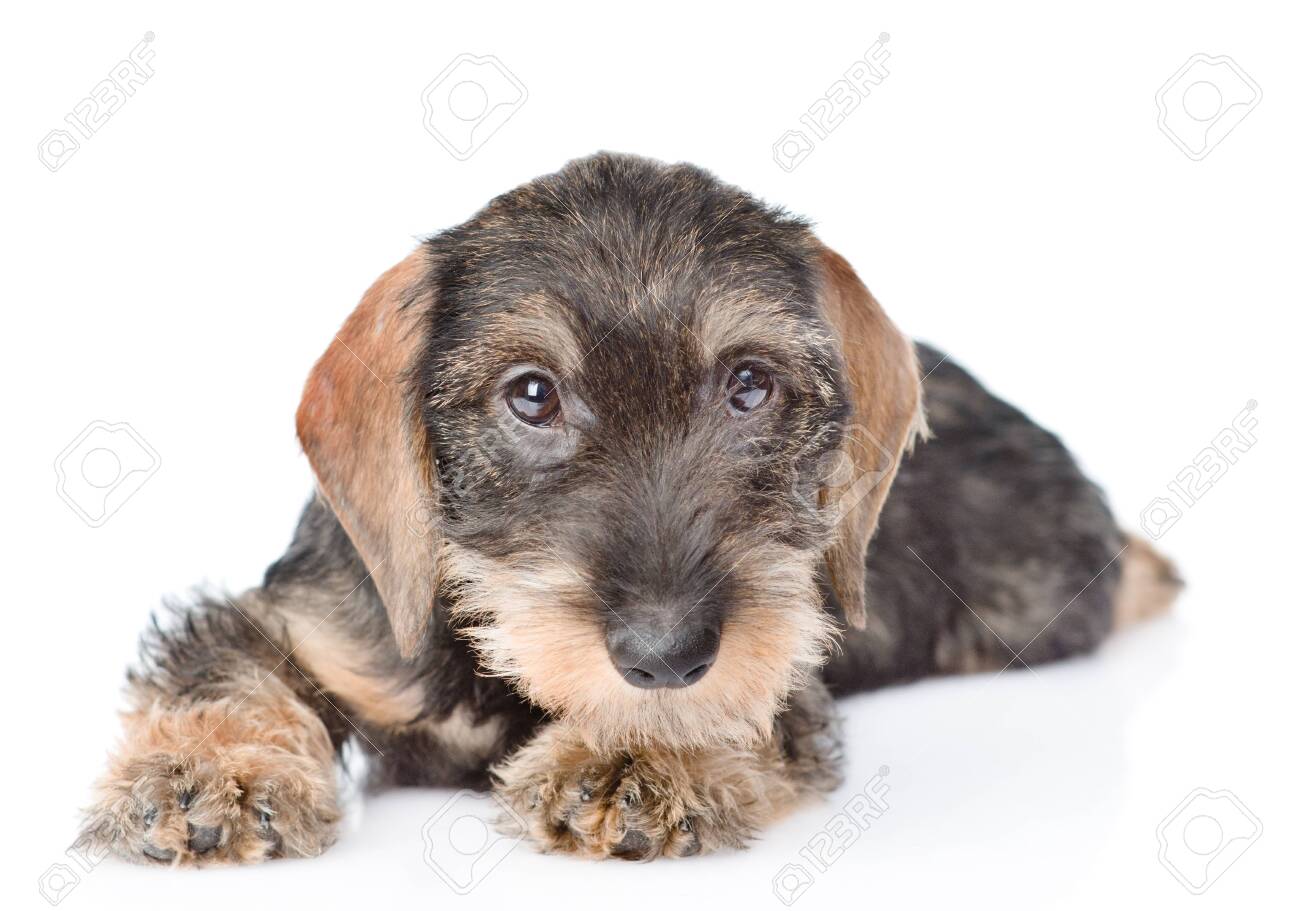 large wire haired dachshund