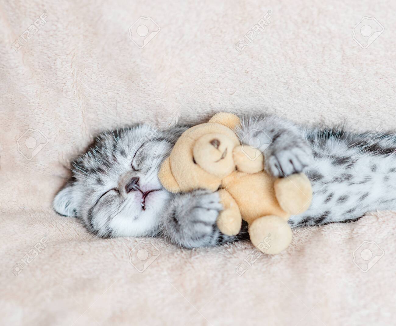 cosy kitten