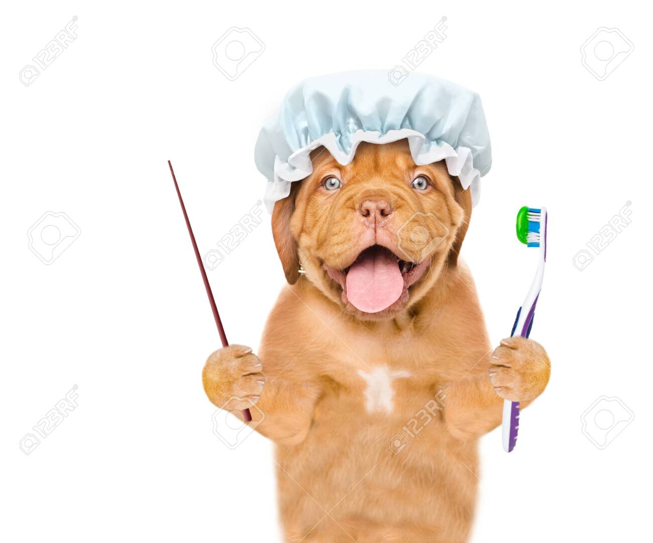 dog toothbrush instagram