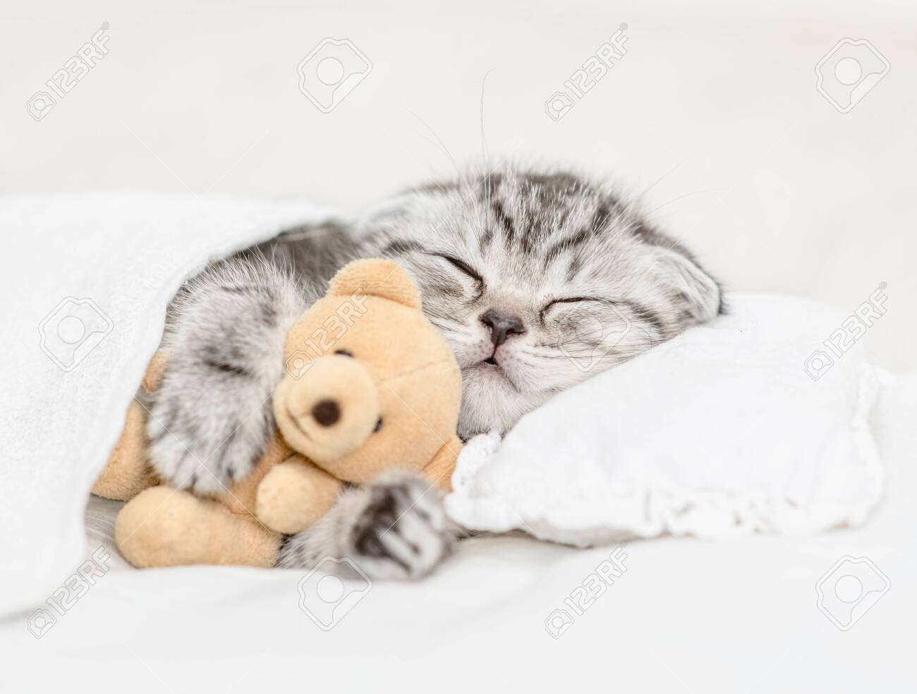 kitten hugging teddy bear