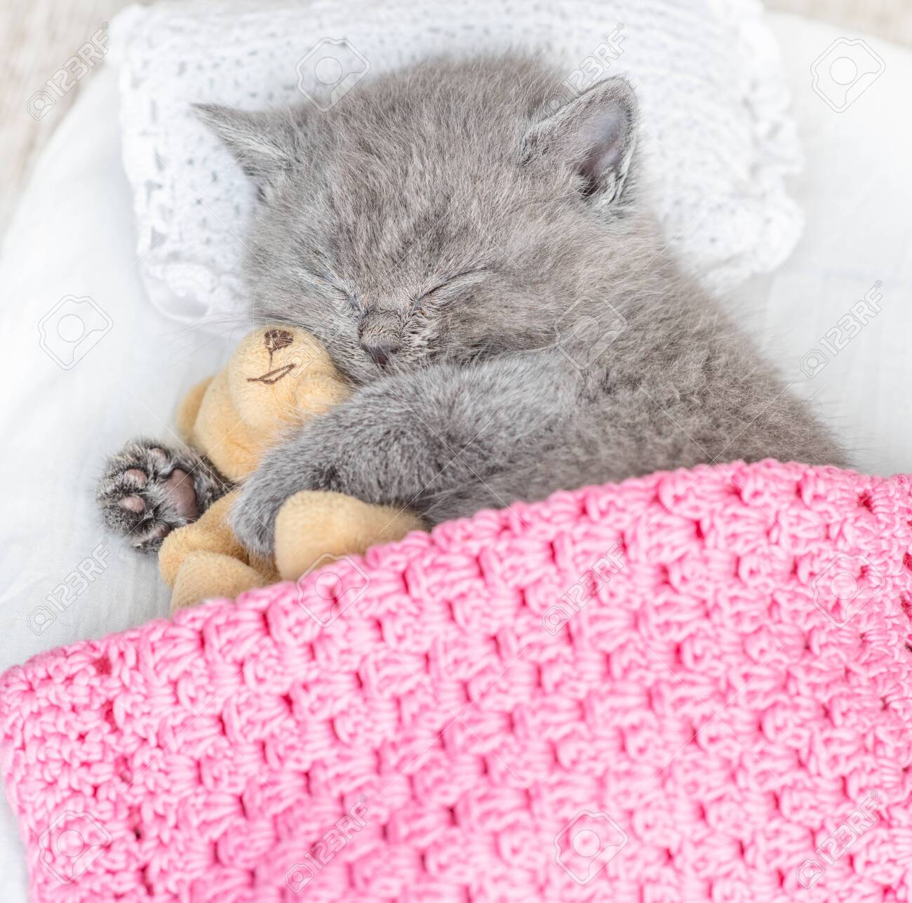 kitten on bed