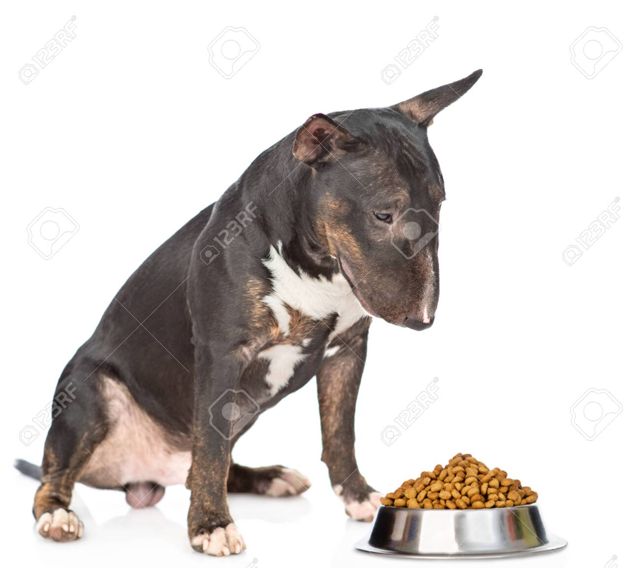 bull terrier food