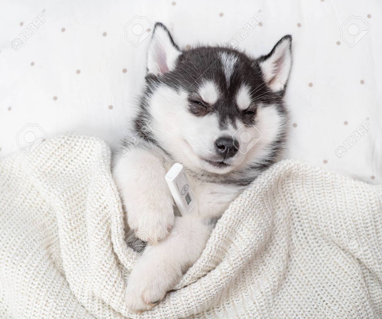 husky sleeping in bed