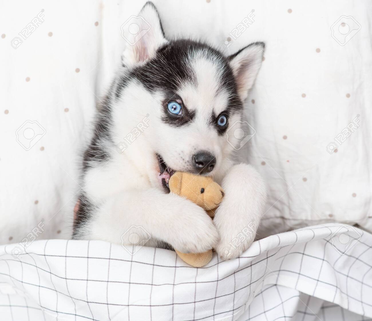 teddy bear husky puppies