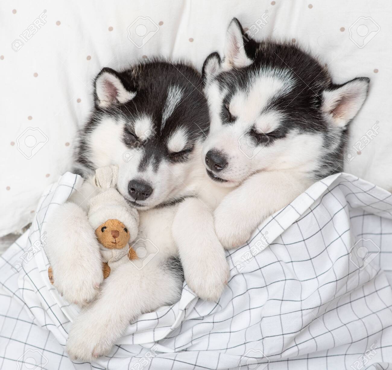 Two Siberian Husky Puppies Sleep Together With Toy Bear On Pillow Under Blanket At Home Top View Stock Photo Picture And Royalty Free Image Image 147900500