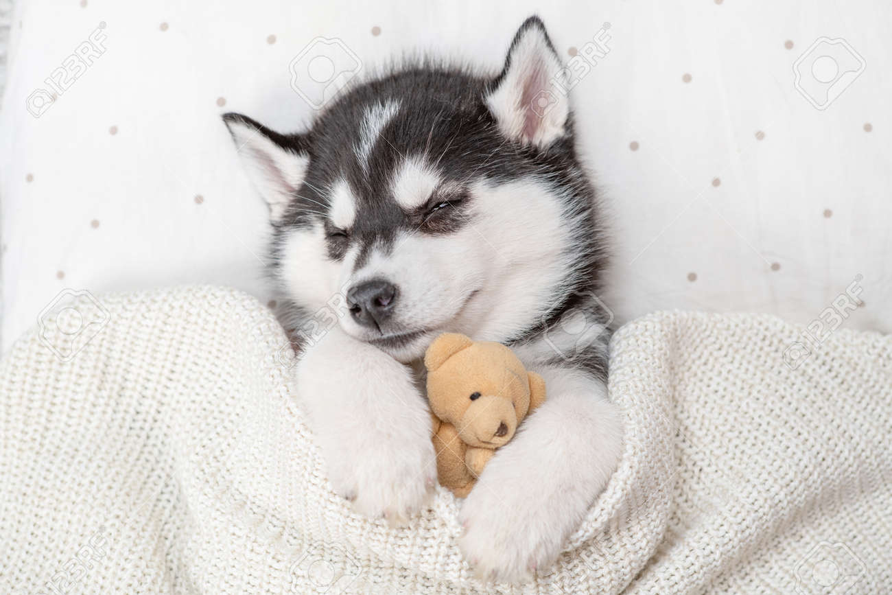 teddy bear husky puppies