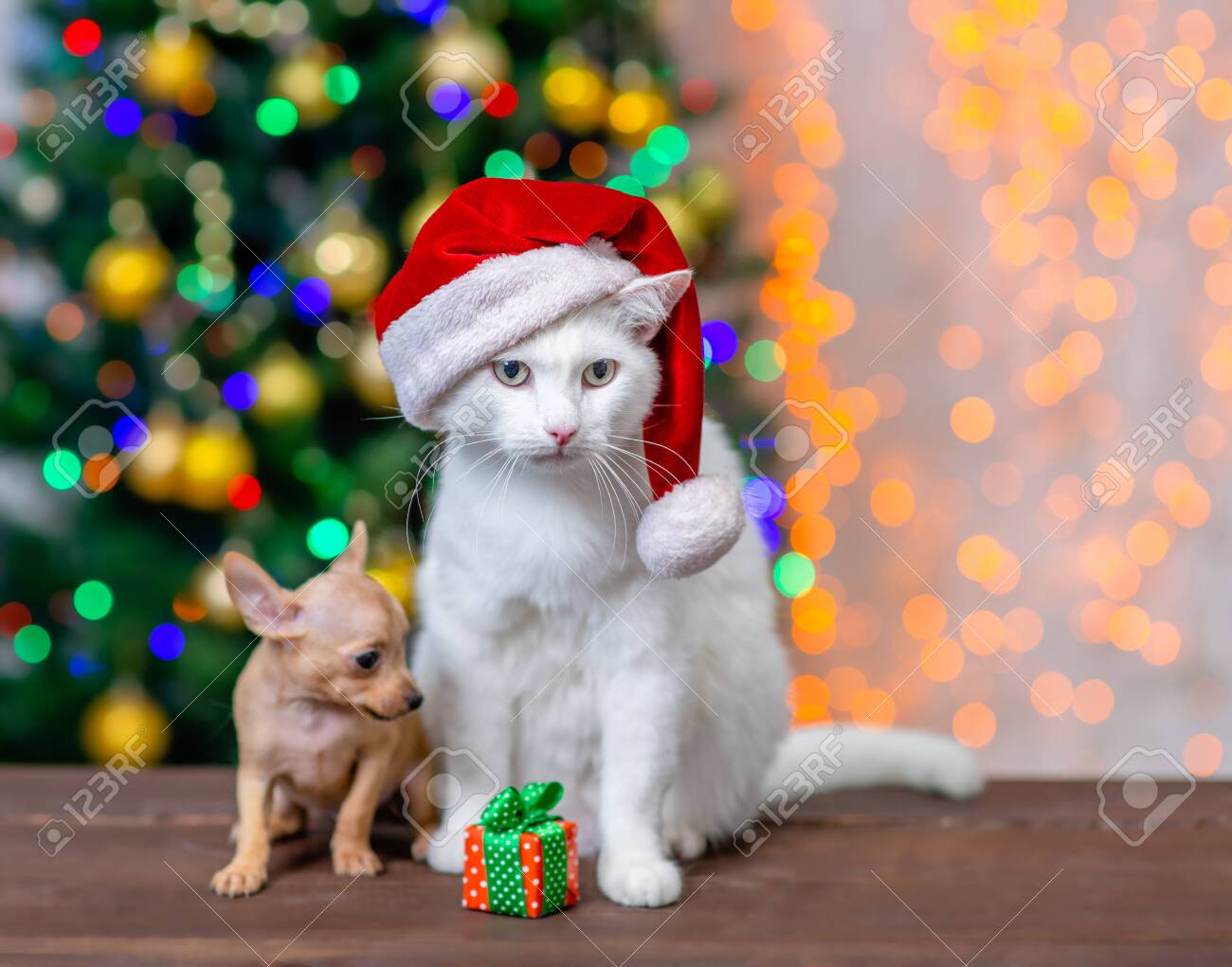 cat with tiny santa hat