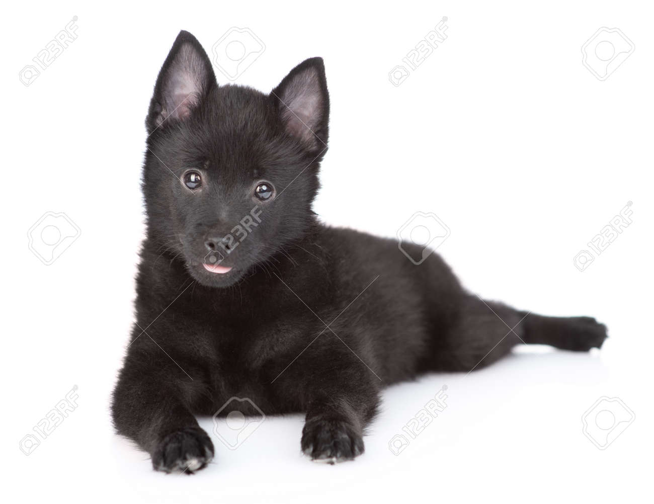 Portrait Of A Schipperke Puppy In Front View. Isolated On White Background.  Фотография, картинки, изображения и сток-фотография без роялти. Image  169181614