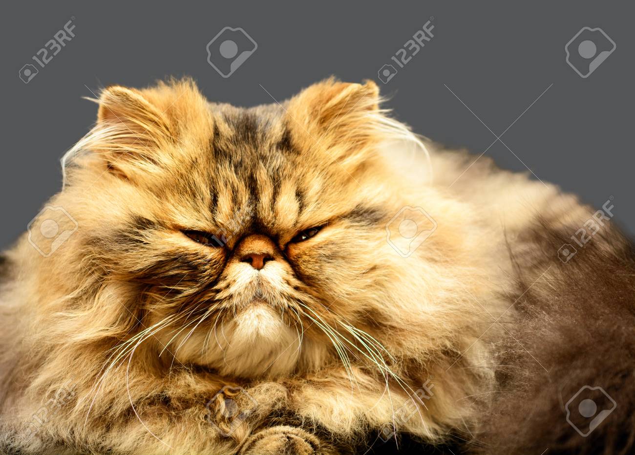 ペルシャ猫の茶色虎猫 の写真素材 画像素材 Image