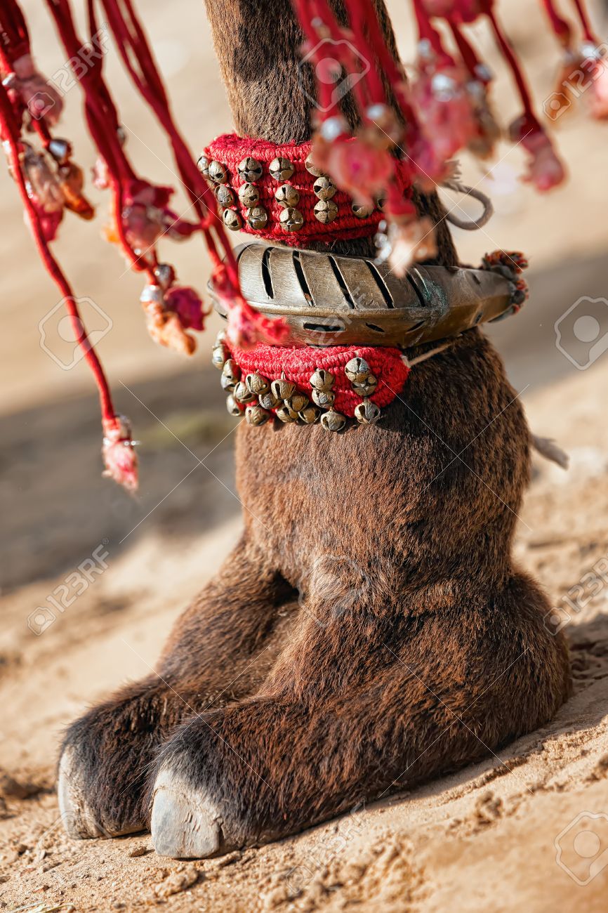 インドでプシュカル フェアでラクダの足を美しく装飾されています の写真素材 画像素材 Image