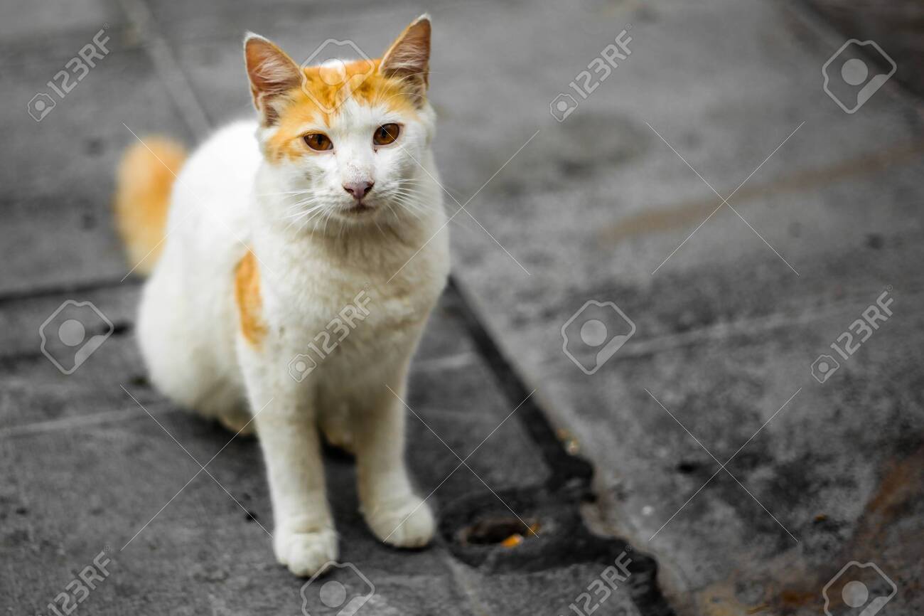 etiam-dictum-ipsum-a-felis