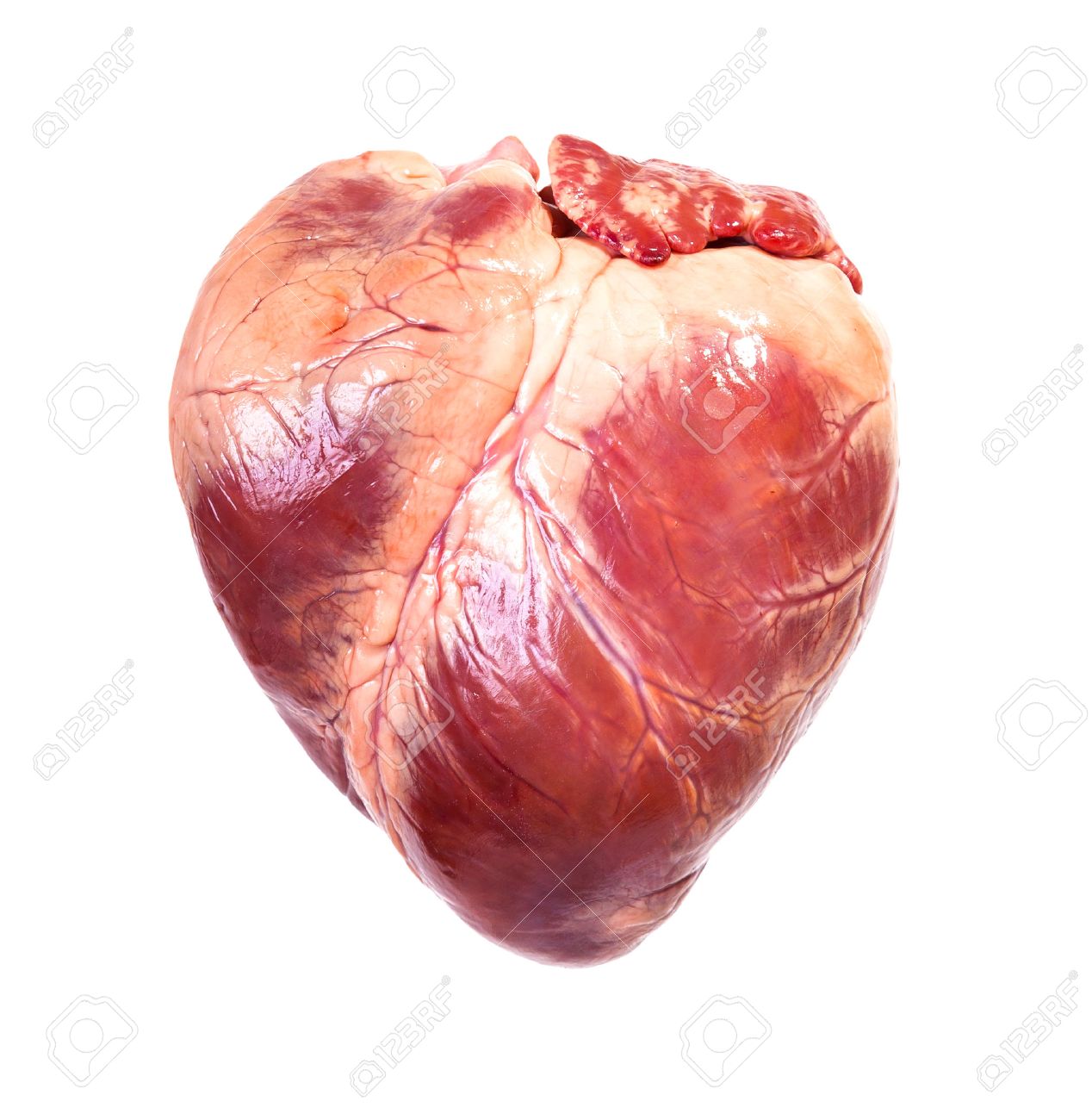 Real Heart, Isolated White Background Stock Photo, Picture And Royalty Free  Image. Image 28298274.