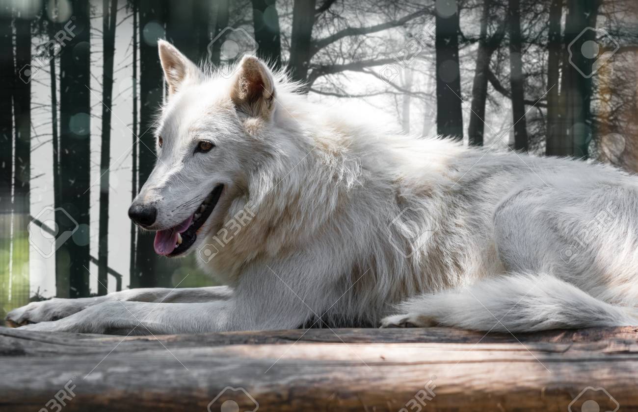 横狼 Japaneseclass Jp