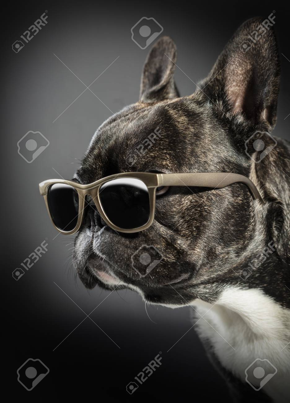 bulldog with glasses