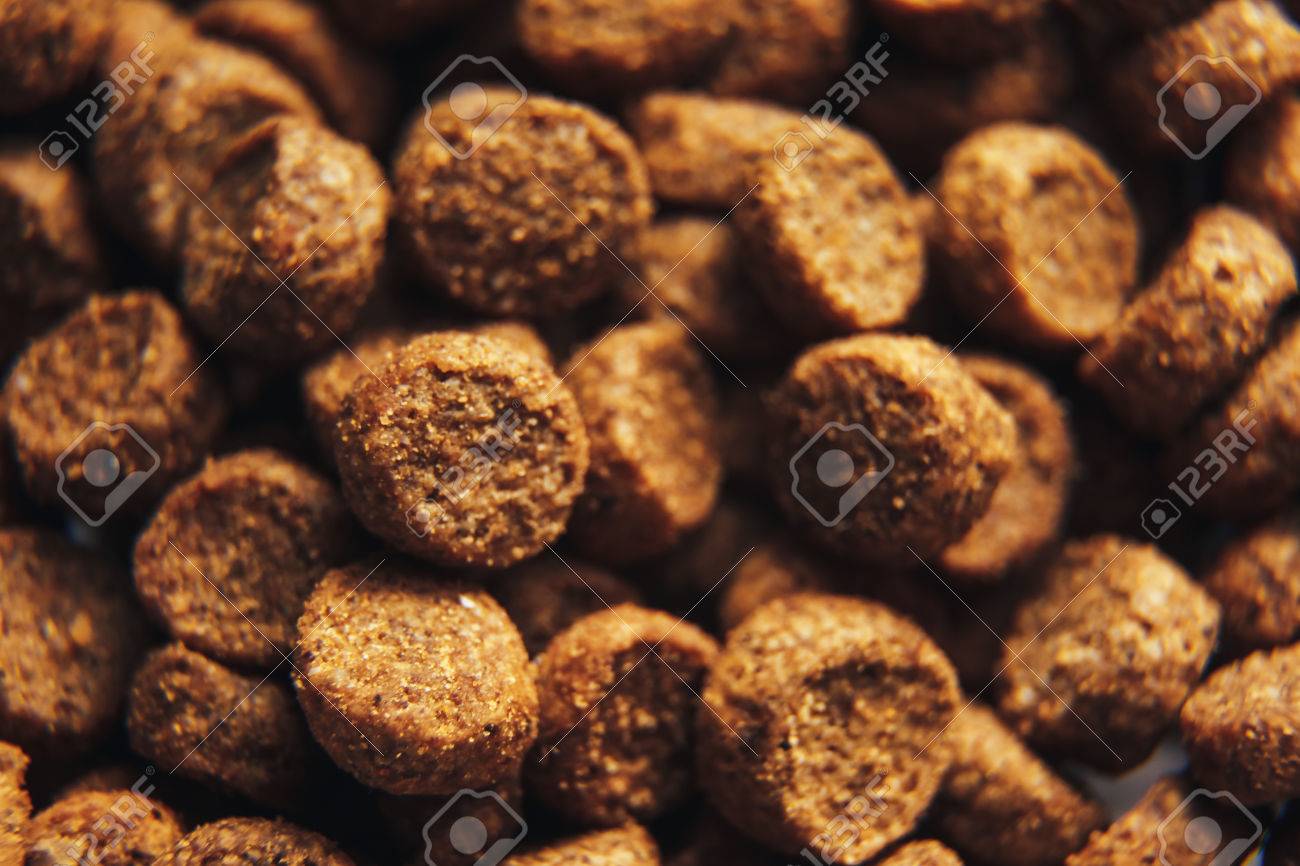 Télécharger Gratuitement Ce Fond Décran Comme Chien Et