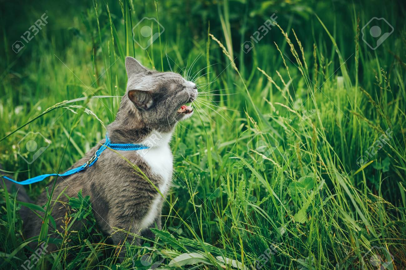 cat leash for backyard