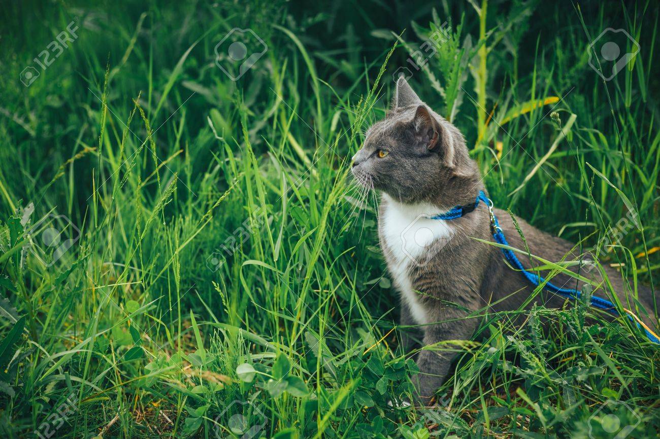cat leash for backyard