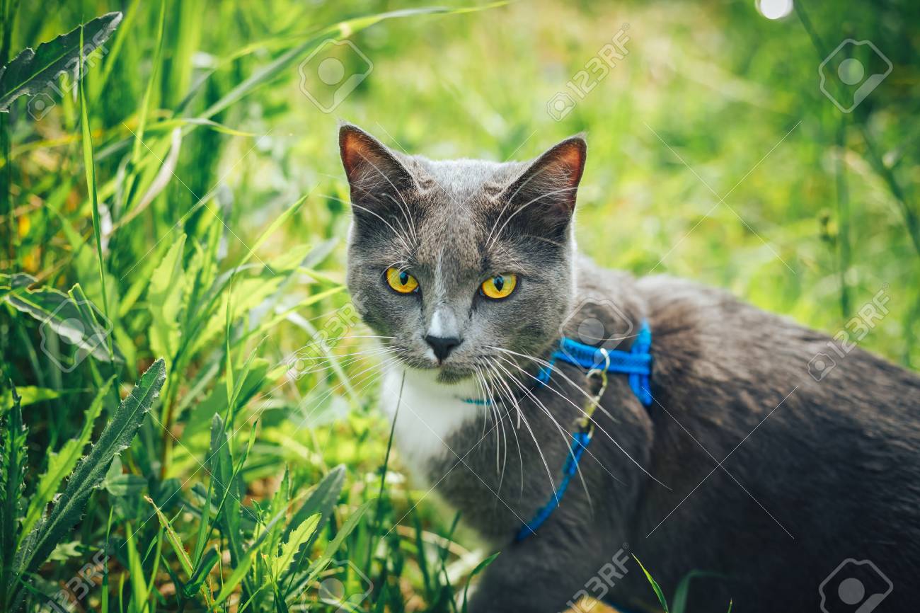 cat leash for backyard