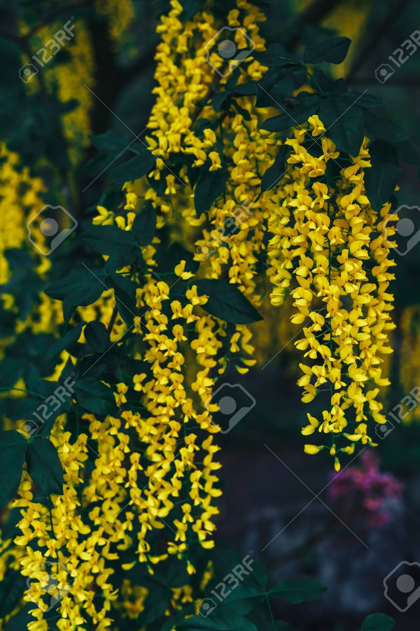 春の素晴らしい庭咲く黄色い藤の花 の写真素材 画像素材 Image