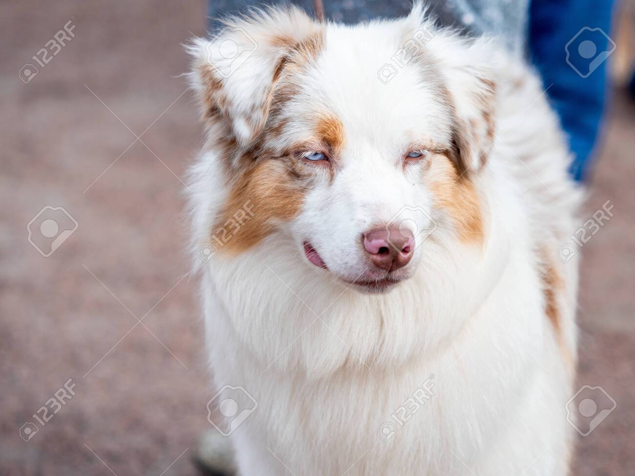 red merle aussie