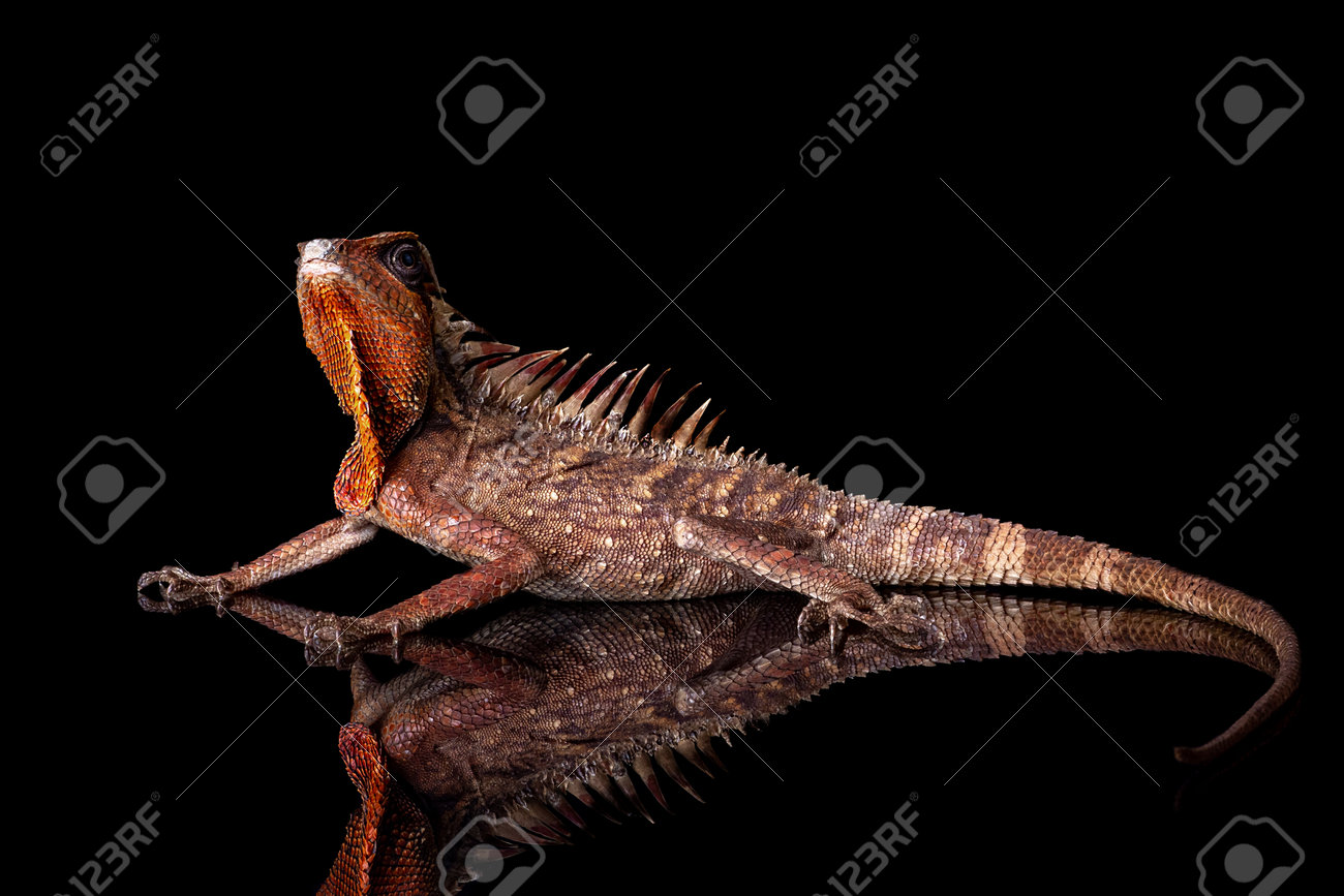 etiam-dictum-ipsum-a-felis