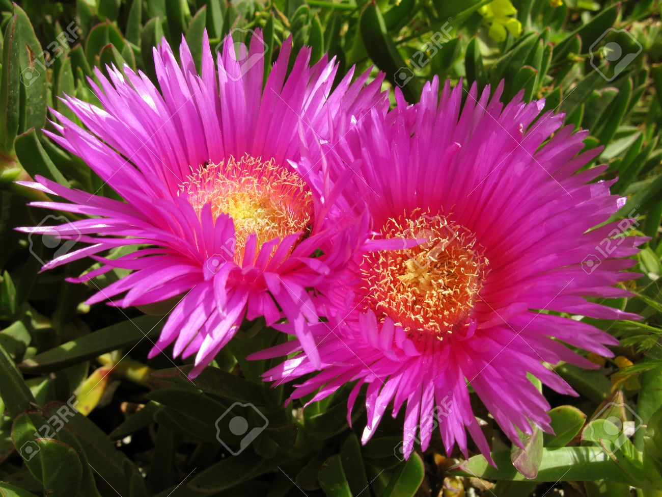 Fleur Magnifique Dune Plante Succulente Qui Pousse Près De La Méditerranée à La Vue Du Soleil Souvre