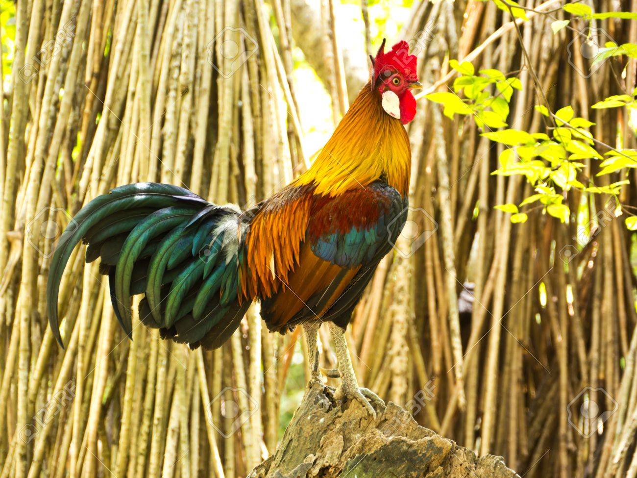 美しい鶏 の写真素材 画像素材 Image