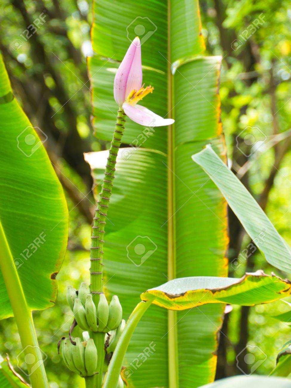 バショウ科バナナの木の花 の写真素材 画像素材 Image