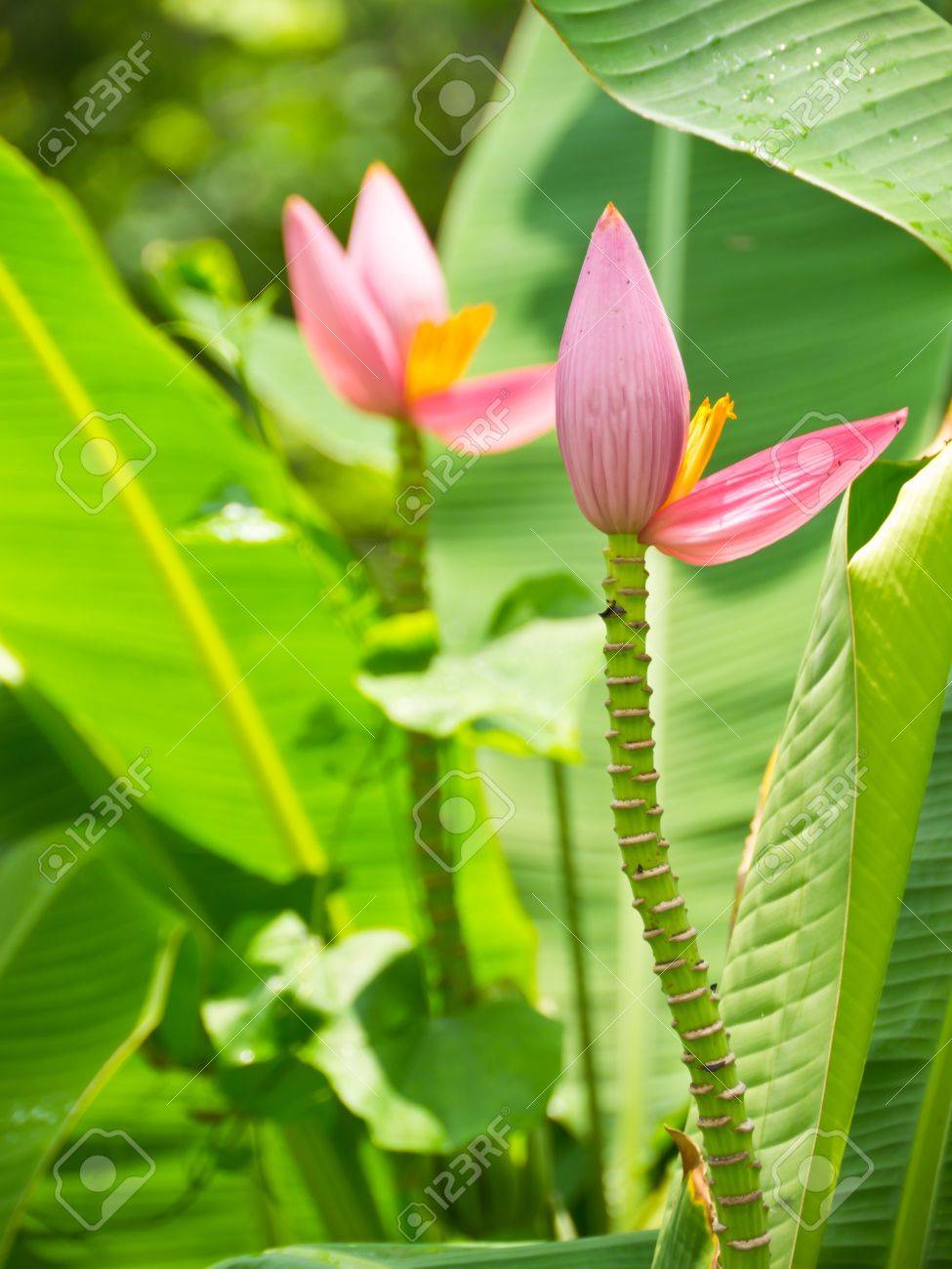 バナナの木の花バショウ科 の写真素材 画像素材 Image
