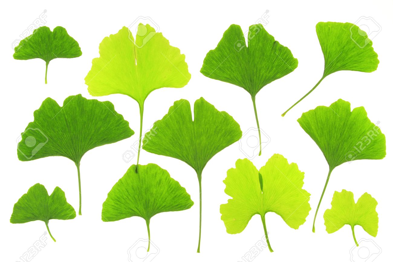 ginkgo leaves before a