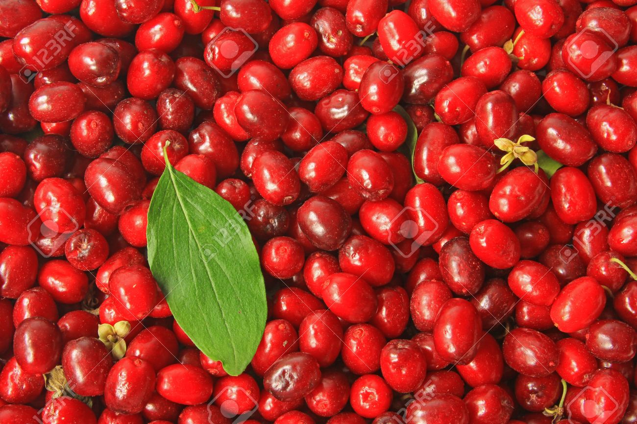 コーネリアン チェリー Cornus マス 白い背景に対して分離の熟した果実 の写真素材 画像素材 Image コーネリアン チェリー Cornus マス 白い背景に対して分離の熟した果実 の写真素材 画像素材 Image
