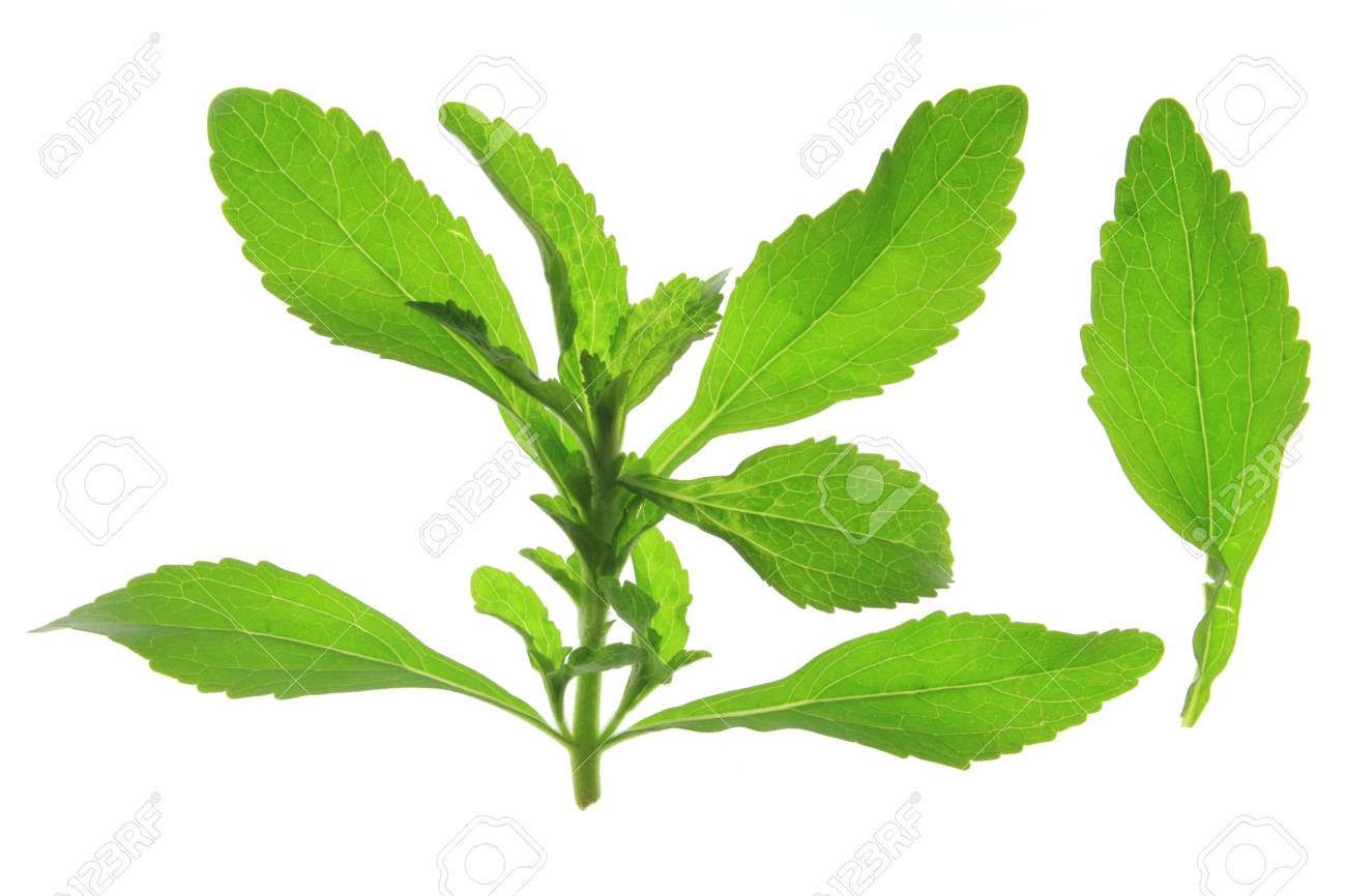 sweetleaf stevia rebaudiana isolated