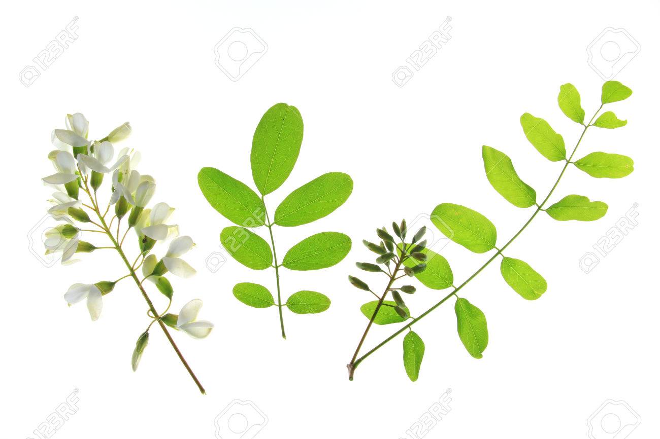 Flower Leaves Of The Black Locust In Europe Also Called False Stock Photo Picture And Royalty Free Image Image