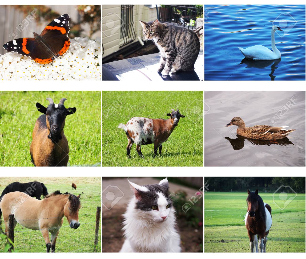 etiam-dictum-ipsum-a-felis