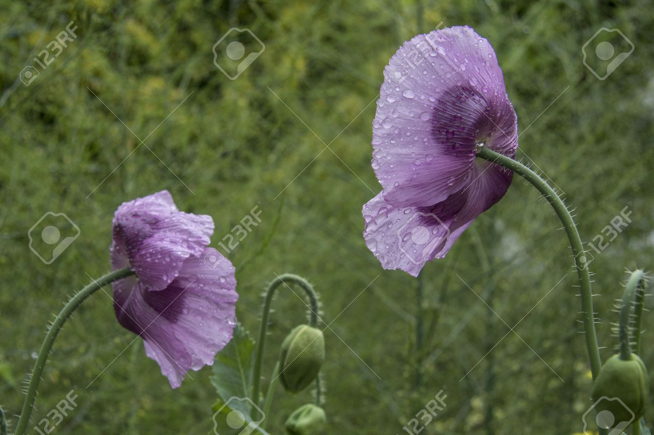 雨の中で紫色のケシの花 の写真素材 画像素材 Image