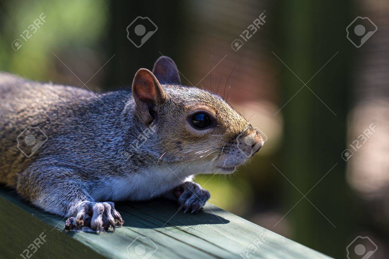 Bebe Ecureuil Mignon De Detente Sur Une Poutre De Bois Banque D Images Et Photos Libres De Droits Image Bebe Ecureuil Mignon De Detente Sur Une Poutre De Bois Banque D Images Et Photos Libres De Droits Image
