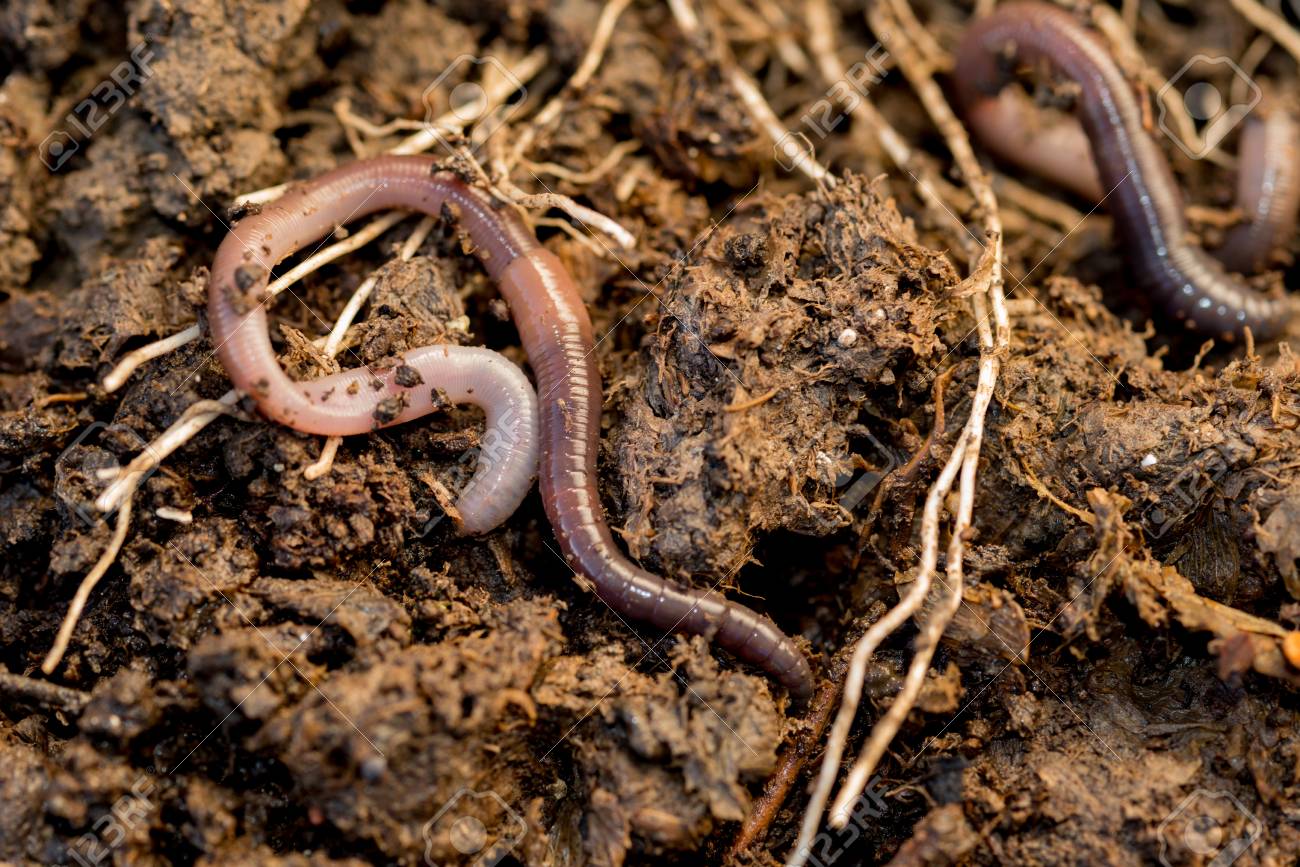 Дождевые черви среда обитания. Дождевые черви среда обитания. Дождевые черви приспособление к среде обитания. Дождевые черви среда обитания. Условия обитания дождевого червя.