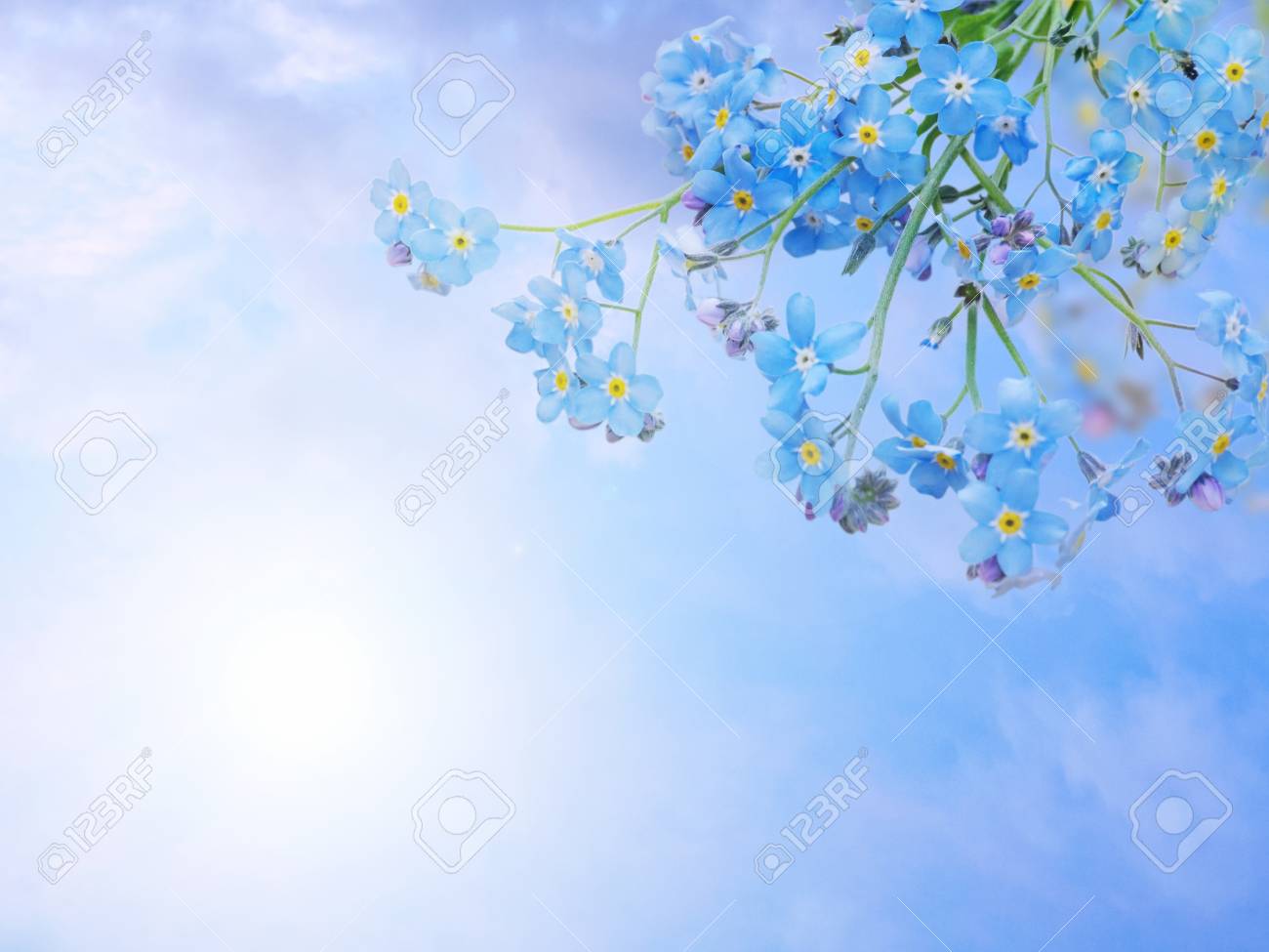 コーナーの青い忘れられない花の束 の写真素材 画像素材 Image コーナーの青い忘れられない花の束 の写真素材 画像素材 Image