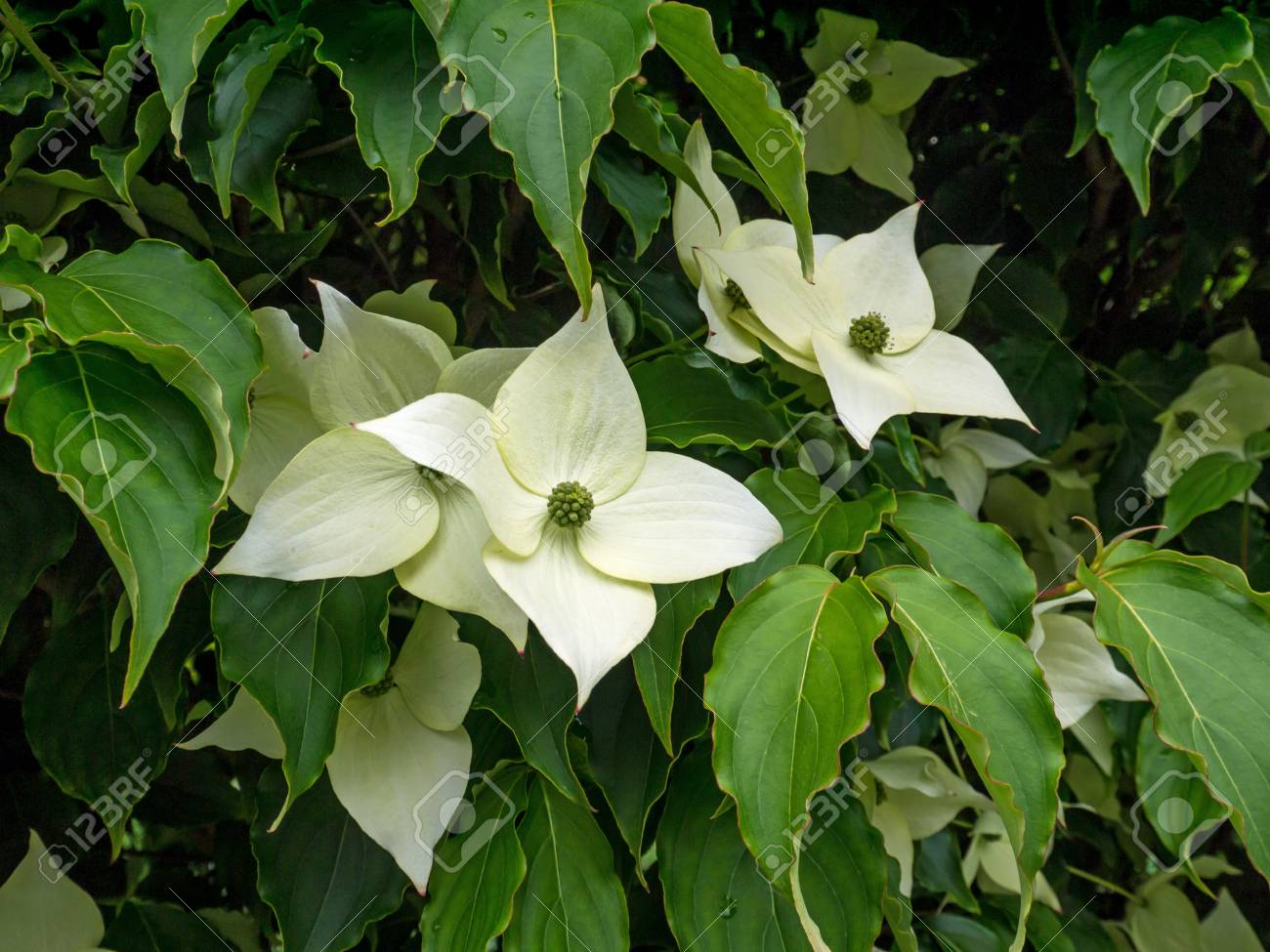 qué es un árbol de cornejo kousa