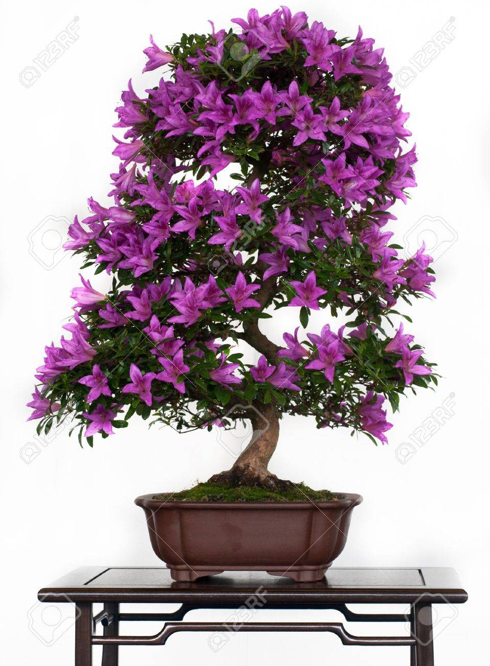 引き取り限定】ツツジ 盆栽 ピンク 花 ※値下げ可 haniwa-bonsai_140