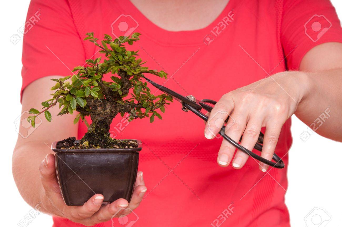 2 つの手は盆栽はさみを保持して 木を切っています の写真素材 画像素材 Image