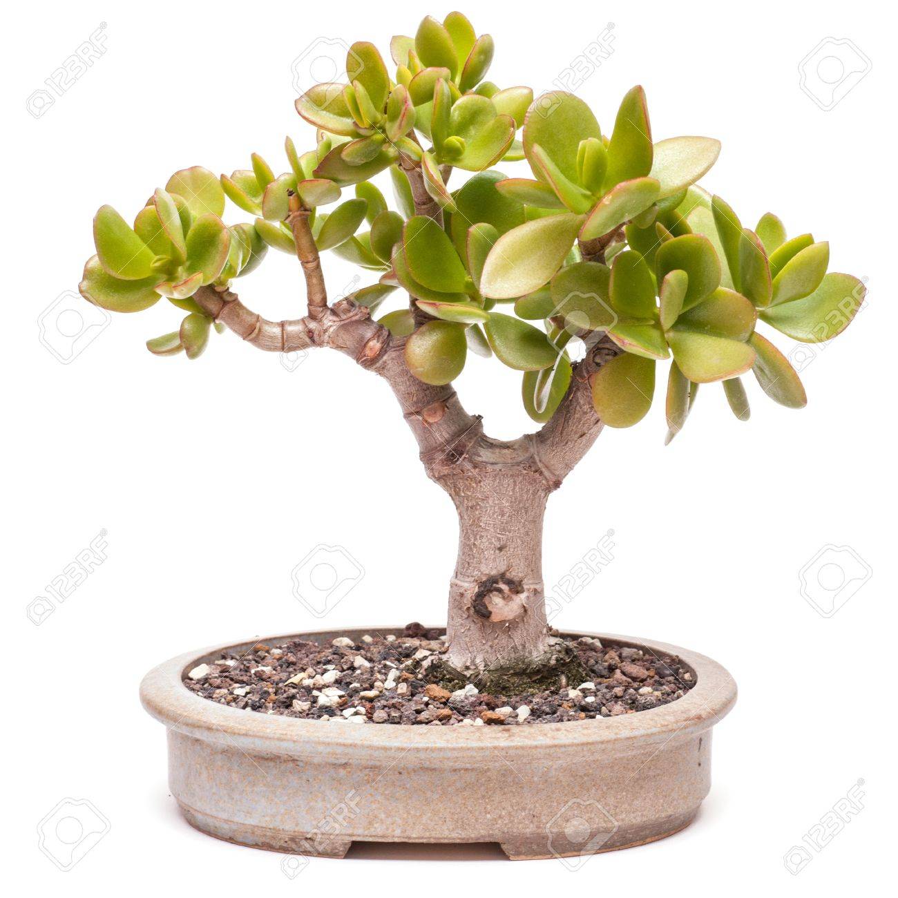 Money Tree (Crassula Ovata) In A Pot As Bonsai Stock Photo ... Money Tree (Crassula Ovata) In A Pot As Bonsai Stock Photo ...