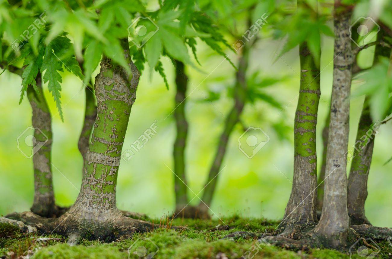 Japanischer Ahorn Acer Palmatum Baume Als Bonsai Wald Lizenzfreie Fotos Bilder Und Stock Fotografie Image 20689122