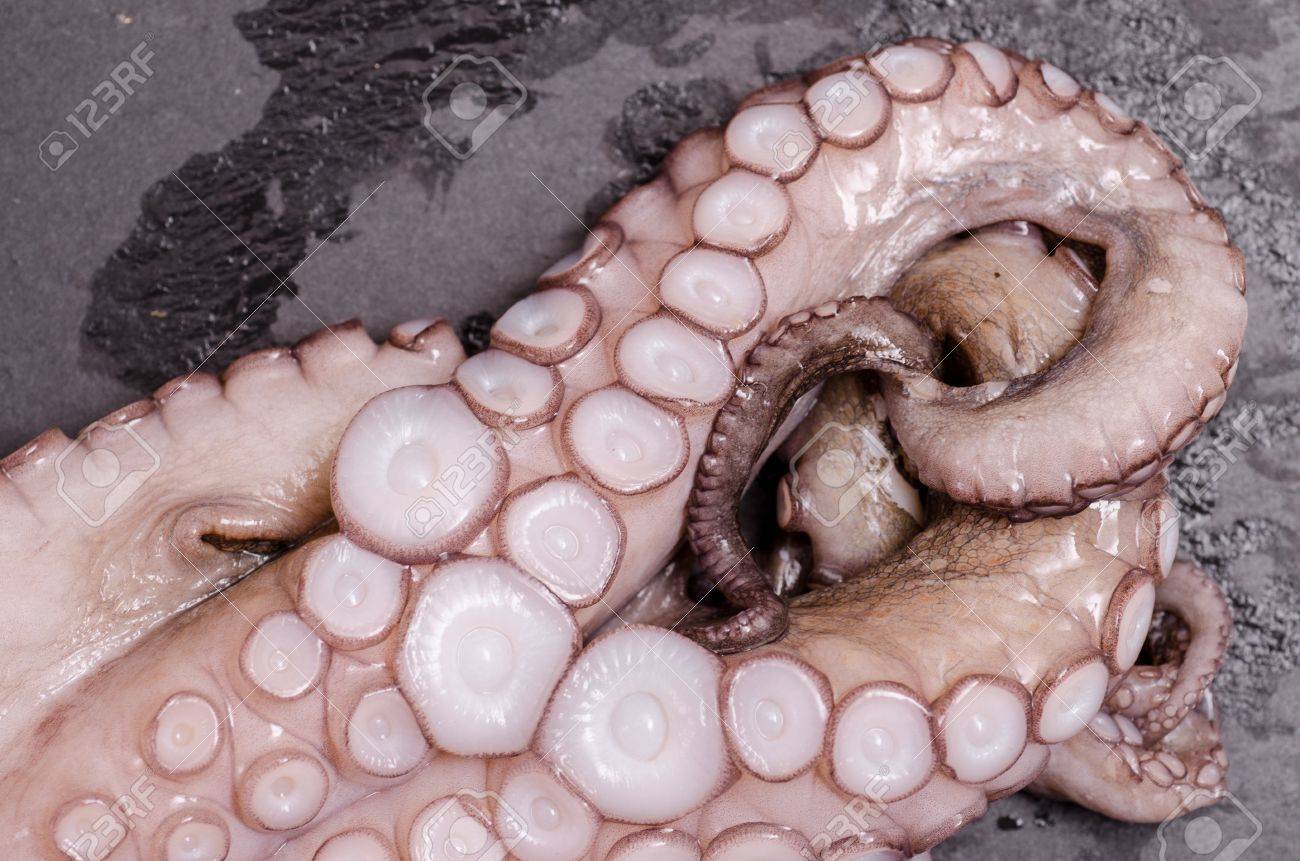Tentacles With Suckers Of A Raw Squid Stock Photo, Picture And Royalty Free  Image. Image 20688547.