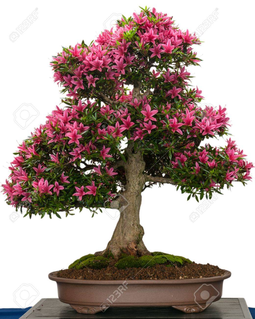 Pink Flower Of A Azalea Bonsai Tree (Rhododendro Indicum Korin) Stock  Photo, Picture And Royalty Free Image. Image 21593742.