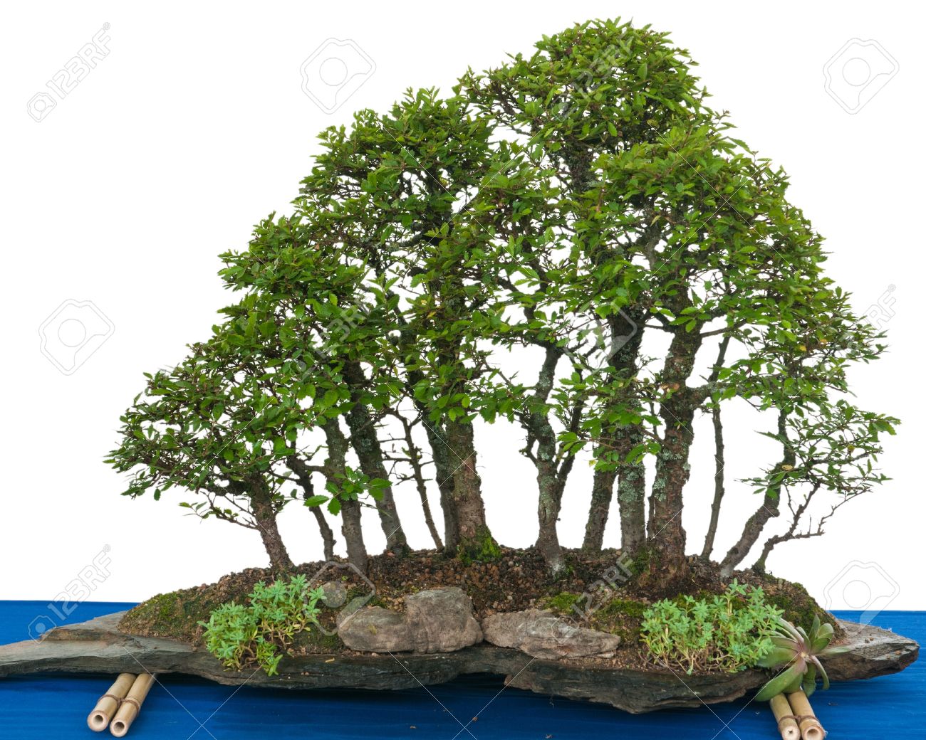 Wald Mit Ulme Bonsai Baumen Zelkova Nire Auf Einem Stein Schiefer Lizenzfreie Fotos Bilder Und Stock Fotografie Image 21591623