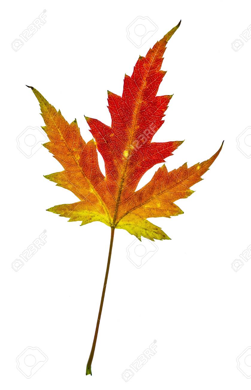 Beautiful Colorful Yellow Red Autumn Leaf Of Acer Saccharinum Stock Photo Picture And Royalty Free Image Image
