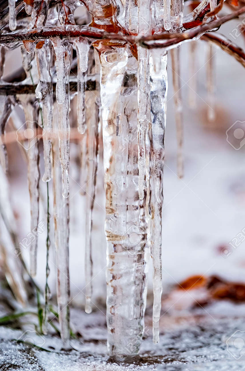 A pine tree covered in ice and icicles photo – Free Snow Image on Unsplash, image size:857x1300